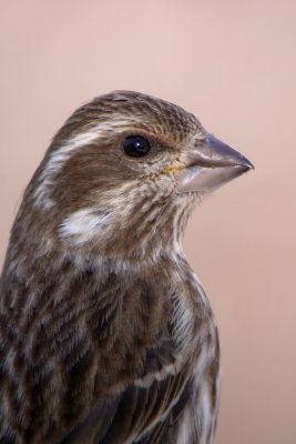 Purple Finch (female)