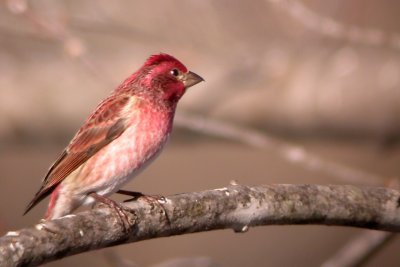 Purple Finch