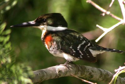 Green Kingfisher