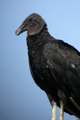 Black Vulture