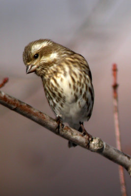 ALL Finch and Bunting Species Together