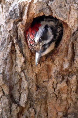 Ladderback Woodpecker