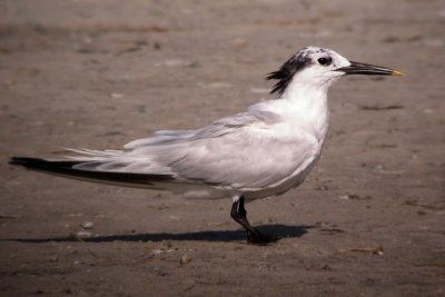 Sandwich Tern