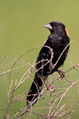 Bobolink