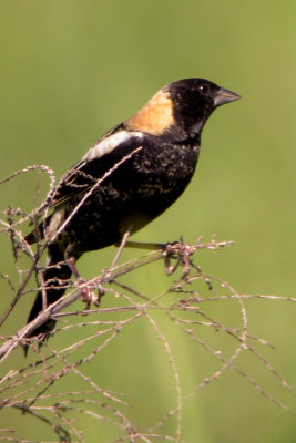 Bobolink