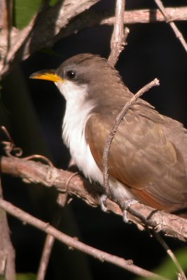 Yellow-Billed Cuckoo