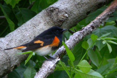 American Redstart