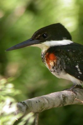 Green Kingfisher