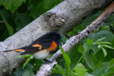 American Redstart