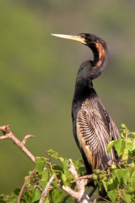 Anhinga