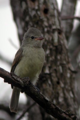 Northern Beardless-Tyrannulet