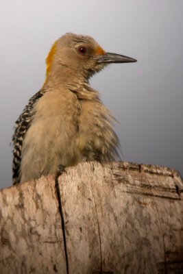 Golden-Fronted Woodpecker