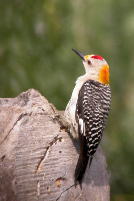 Golden-Fronted Woodpecker