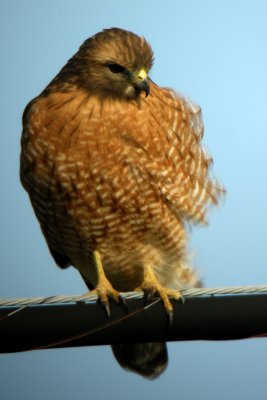 Red-shouldered Hawk