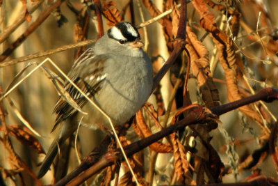 White=Crowned Sparrow