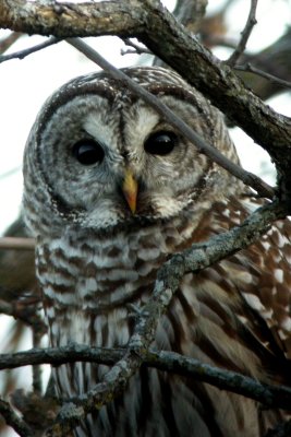 Barred Owl