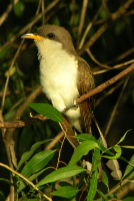 Yellow-billed Cuckoo