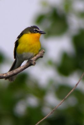 Yellow-Breasted Chat