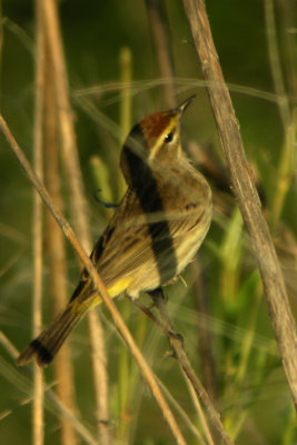 ALL Warbler Species Together