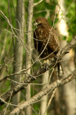 Red-tailed Hawk