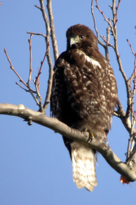 Harlan's (Red-Tailed) Hawk