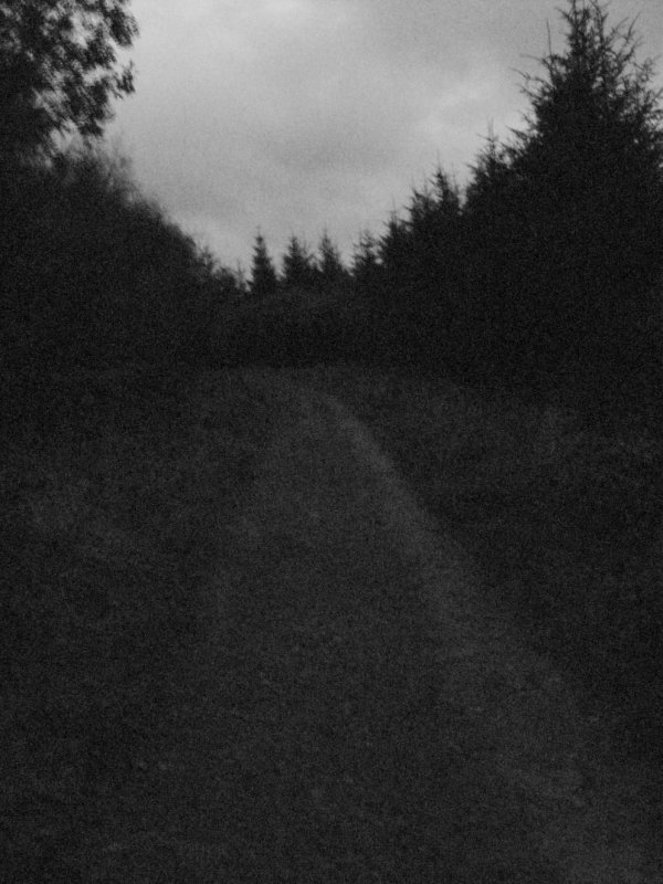 One dark and stormy night in the woods at Powlers Piece
