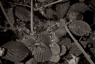 Powler's Woods in July