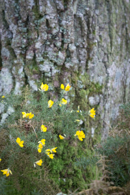 Oak Tree Caf: Love is out of fashion when Gorse is not in bloom.