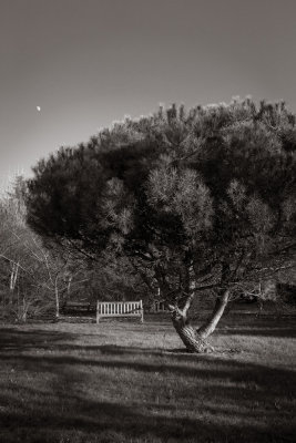 Rosemoor 4