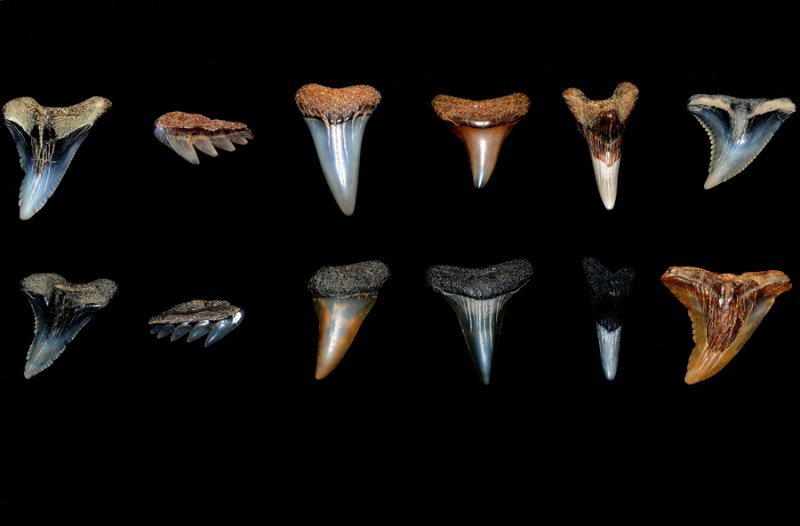 Various shark's teeth from Calvert Cliffs, Md including snaggletooth, mako and cowshark