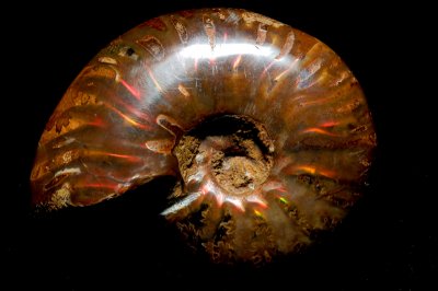 Opalized Fossilized Ammonite