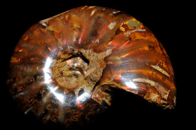 Opalized Fossilized Ammonite