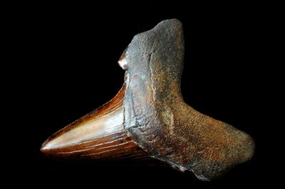Fossilized Shark Tooth (Carcharocles auriculatus)