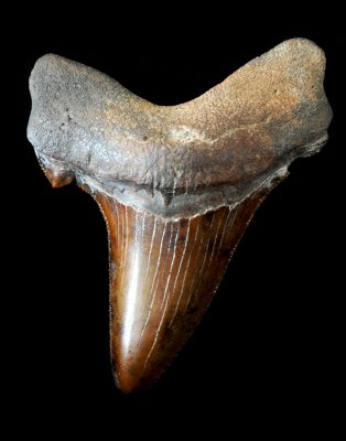 Fossilized Shark Tooth (Carcharocles auriculatus)