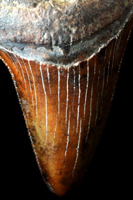 Fossilized Shark Tooth (Carcharocles auriculatus)