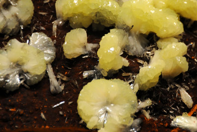 Adamite from Smithsonian Natural History Museum