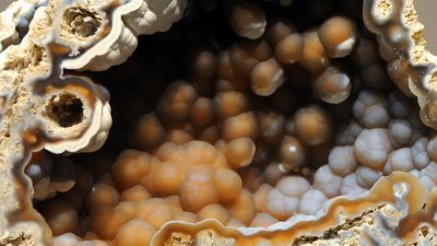 Fossilized Agatized Coral from Smithsonian Natural History Museum