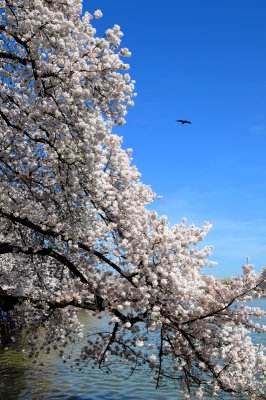 Tidal Basin Cherry Blossoms in Washington D.C.