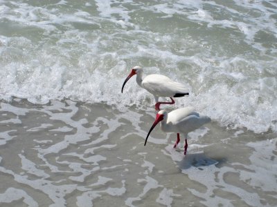 White Ibis at Sanibel Island