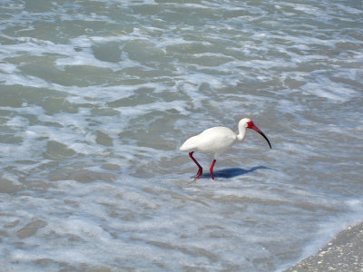 White Ibis at Sanibel Island