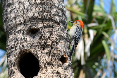 Redheaded Woodpecker on Palm Tree in Eastern Florida