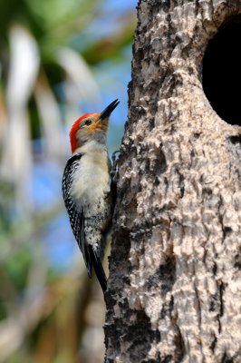 Redheaded Woodpecker on Palm Tree in Eastern Florida