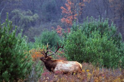 Elk in Western Pennsylvania