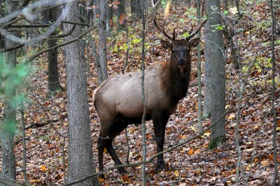 Elk in Western Pennsylvania