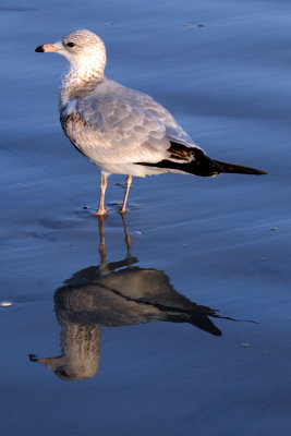 Sea Gull on Florida beach