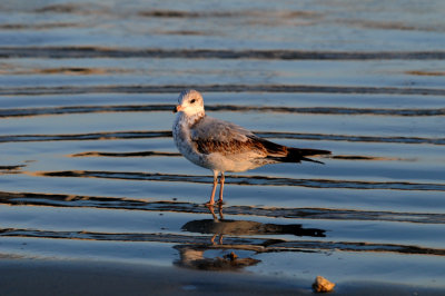 Sea Gull on Florida beach