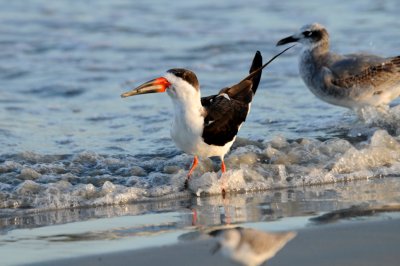 Black Skimmer, South Melbourne, Florida