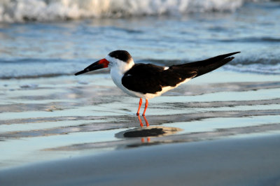 Black Skimmer, South Melbourne, Florida