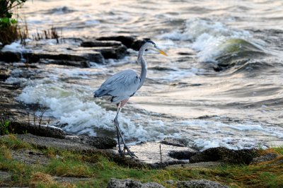 Blue Heron, Indian River, Melbourne, Florida