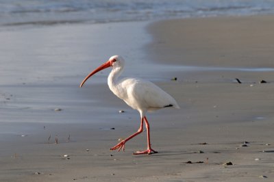 White Ibis, South Melbourne, Florida